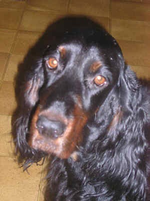 Gordon Setter